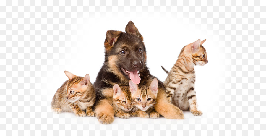 Cachorro Y Gatitos，Perro PNG