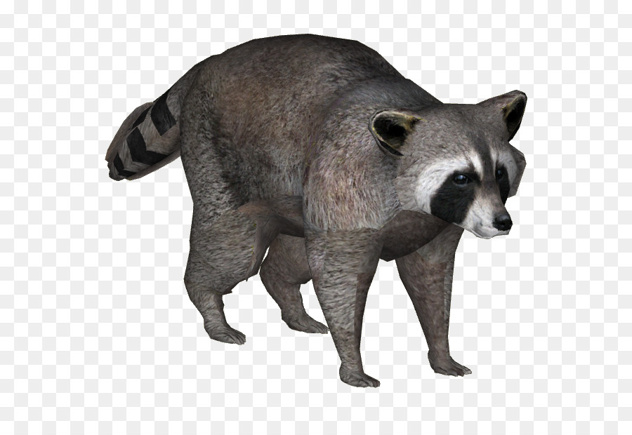 Vivérridos，Mapache PNG