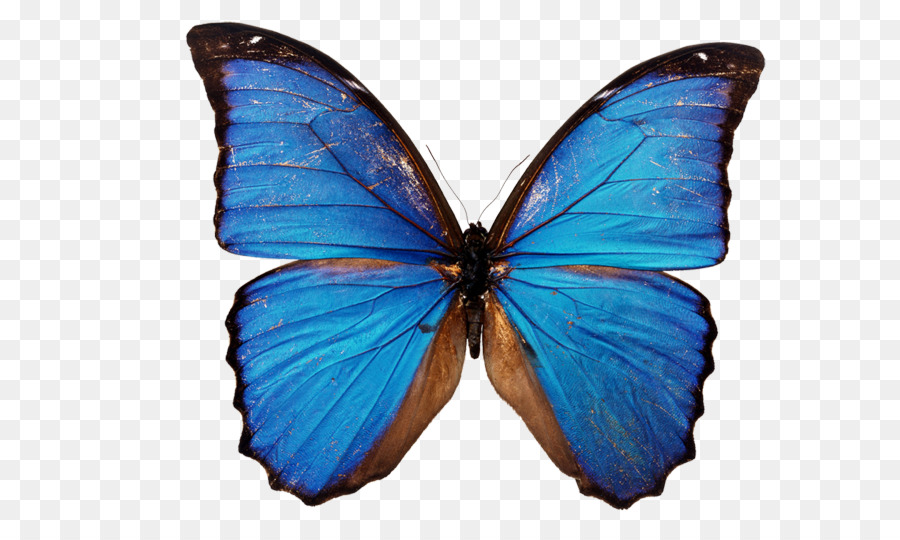 Mariposa，Una Fotografía De Stock PNG