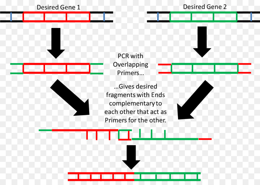 Reacción En Cadena De La Polimerasa De Extensión De Superposición，Reacción En Cadena De La Polimerasa PNG