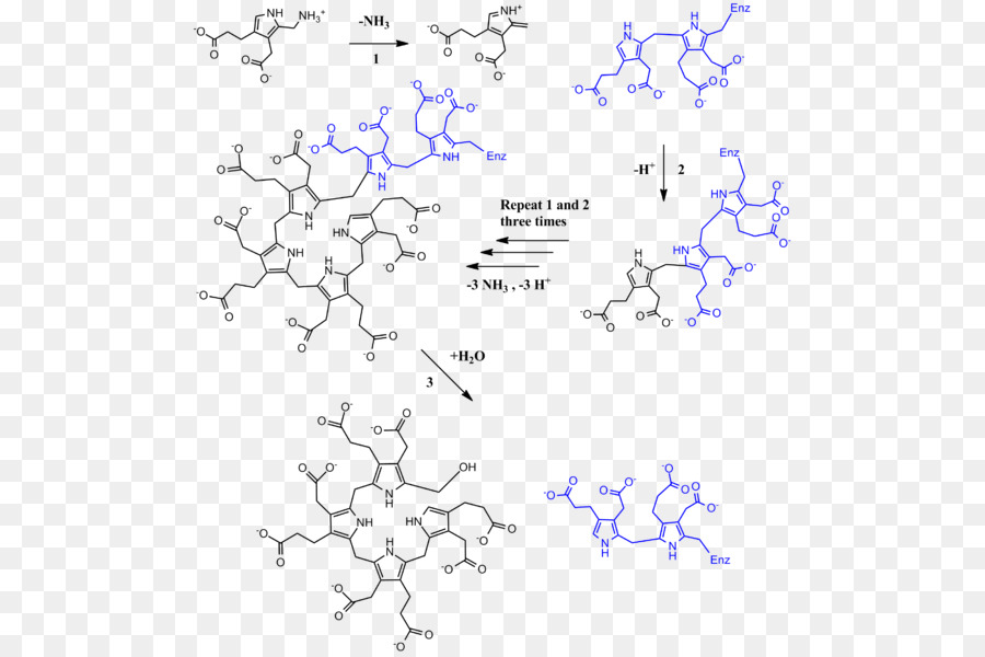 Estructura Química，Molécula PNG