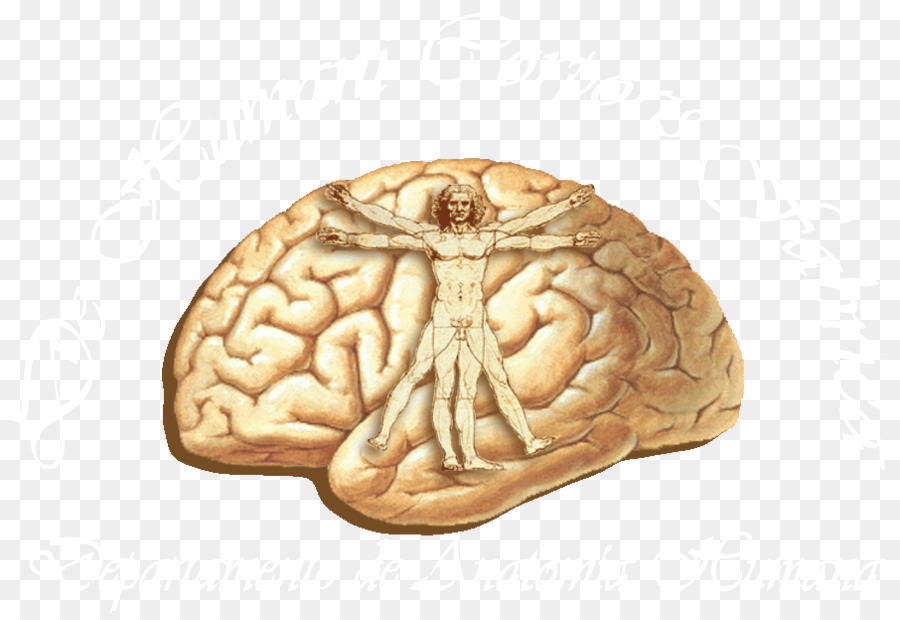 Cerebro，La Corteza Cerebral PNG