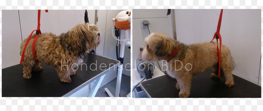 Norfolk Terrier，Softcoated De Trigo Terrier PNG