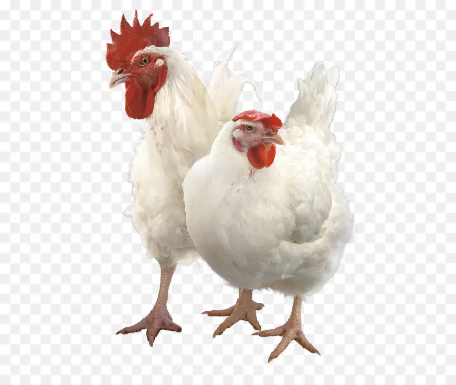 Pollos，Gallina PNG