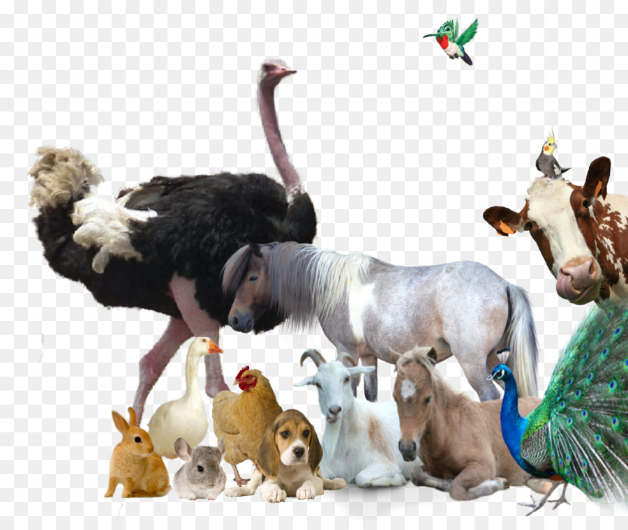 Miniatura De Cerdo，Mascota PNG