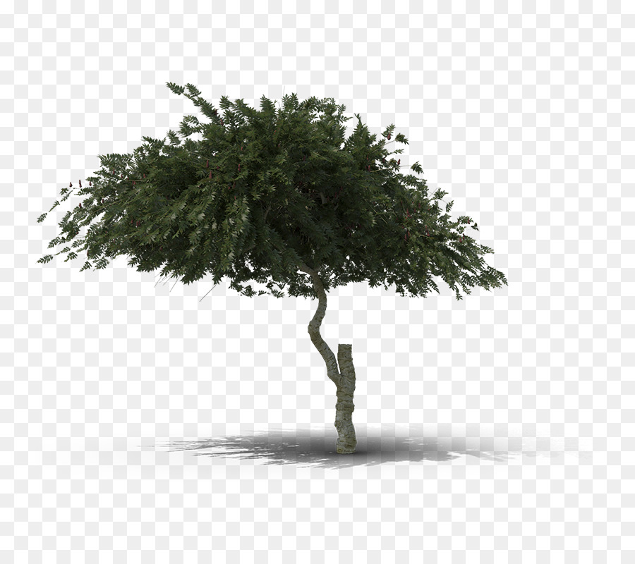 Árbol，Naturaleza PNG