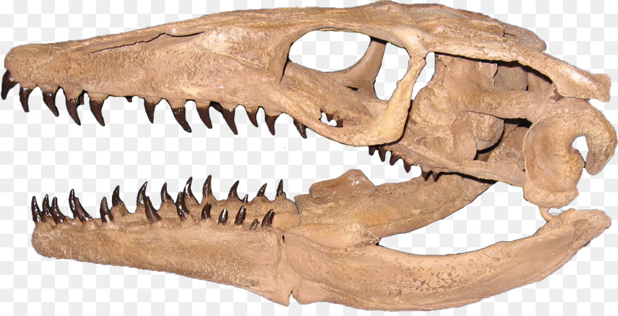 Plioplatecarpus，Mosasaurus PNG