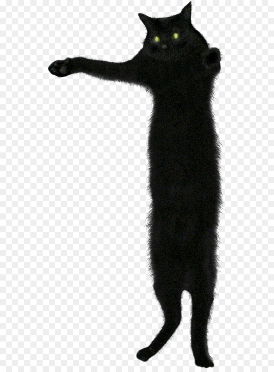 Gato Doméstico De Pelo Corto，Bigotes PNG