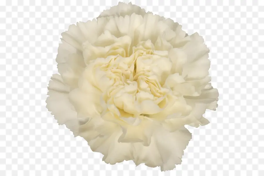 Clavel，Cortar Flores PNG