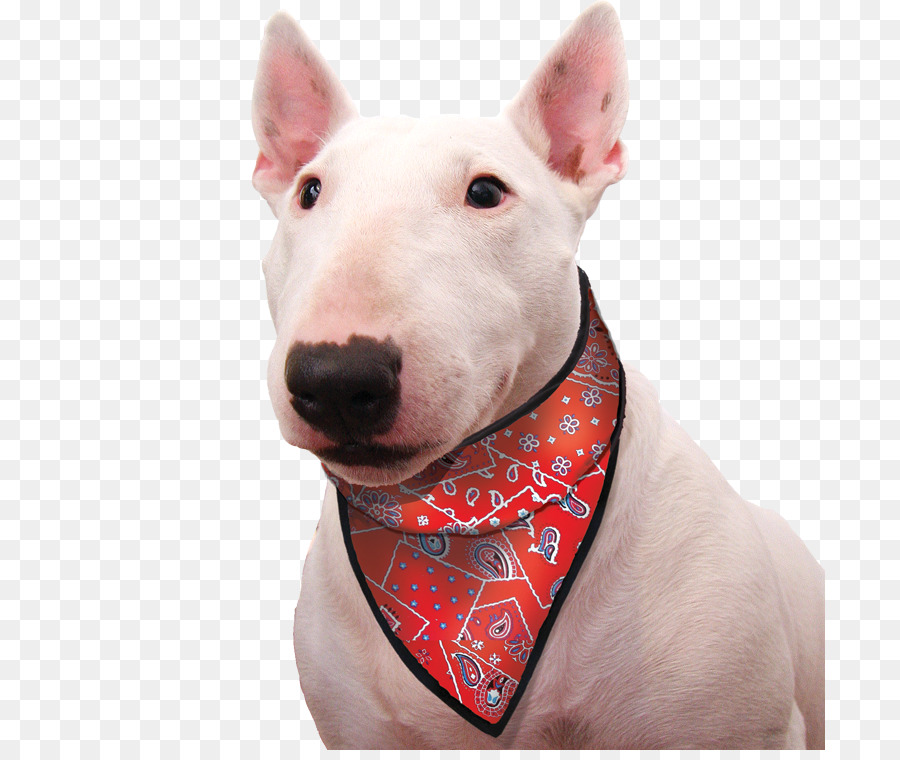 Perro，La Pañoleta PNG