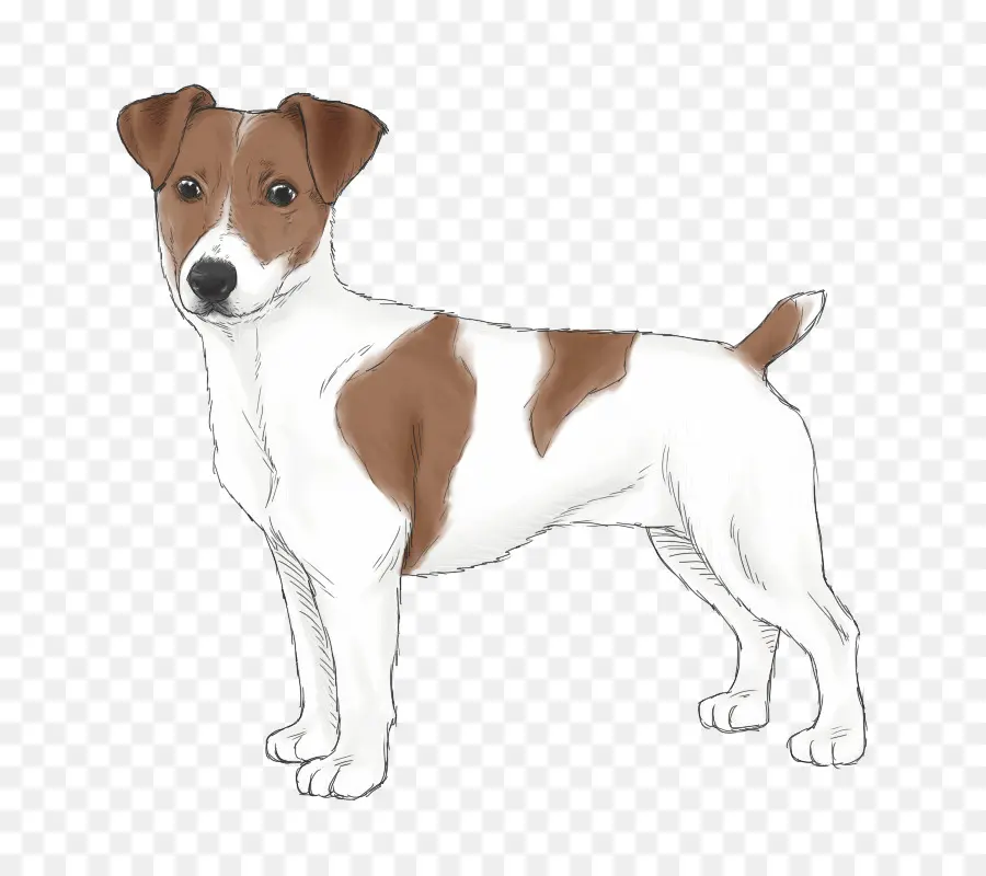 Russell Terrier，Jack Russell Terrier PNG