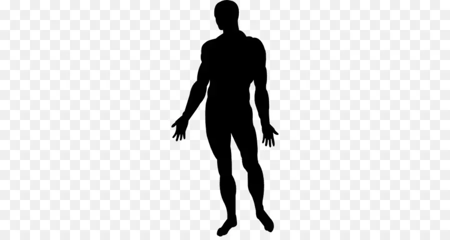 Cuerpo Humano，Silueta PNG