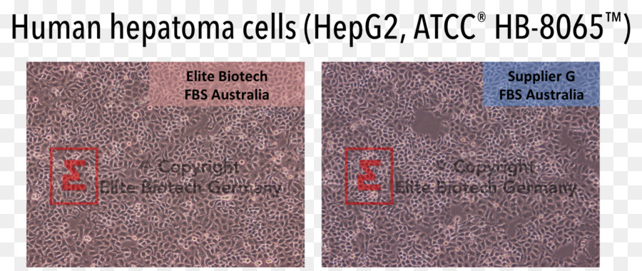 Hep G2，Cultivo De Células PNG