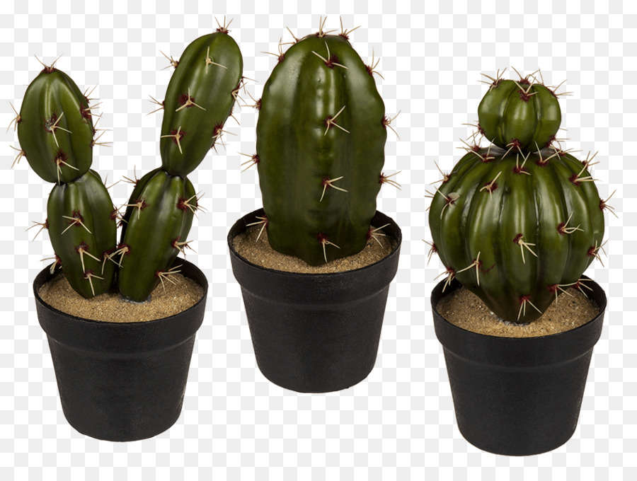 Cactus San Pedro，De Plástico PNG