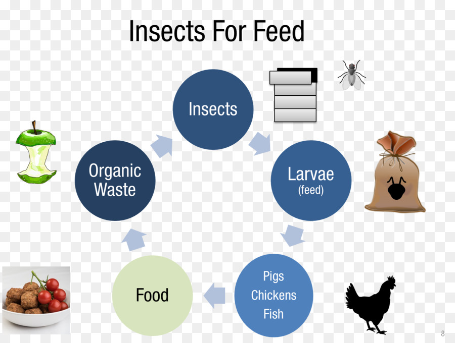 Los Insectos，La Agricultura De Insectos PNG