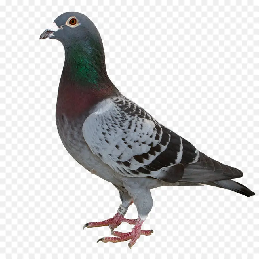 Pit Bull，Columbidae PNG