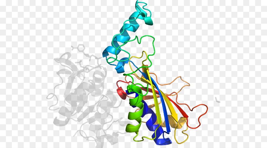 Estructura De La Proteína，Molécula PNG