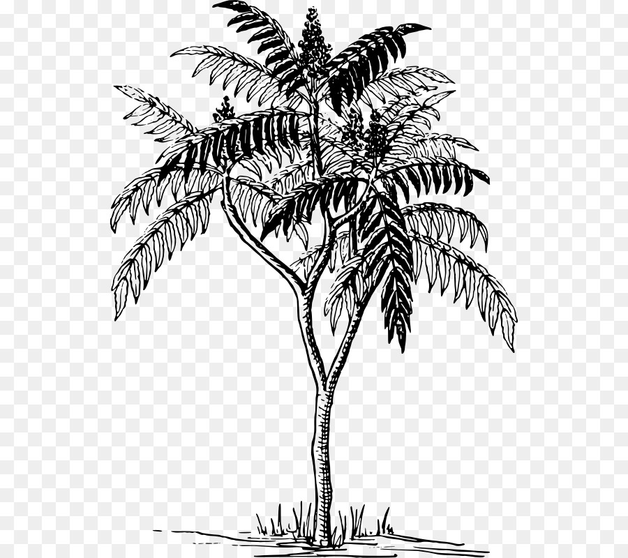 Palmera，Planta PNG