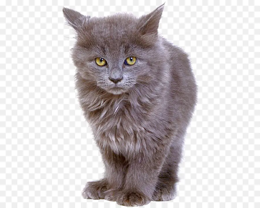 Gato Gris，Felino PNG