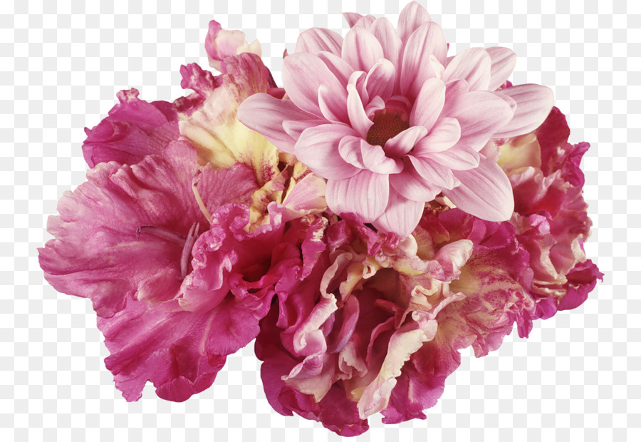 Flor，Clavel PNG