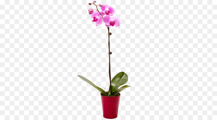 Orquídea Rosa，Planta PNG