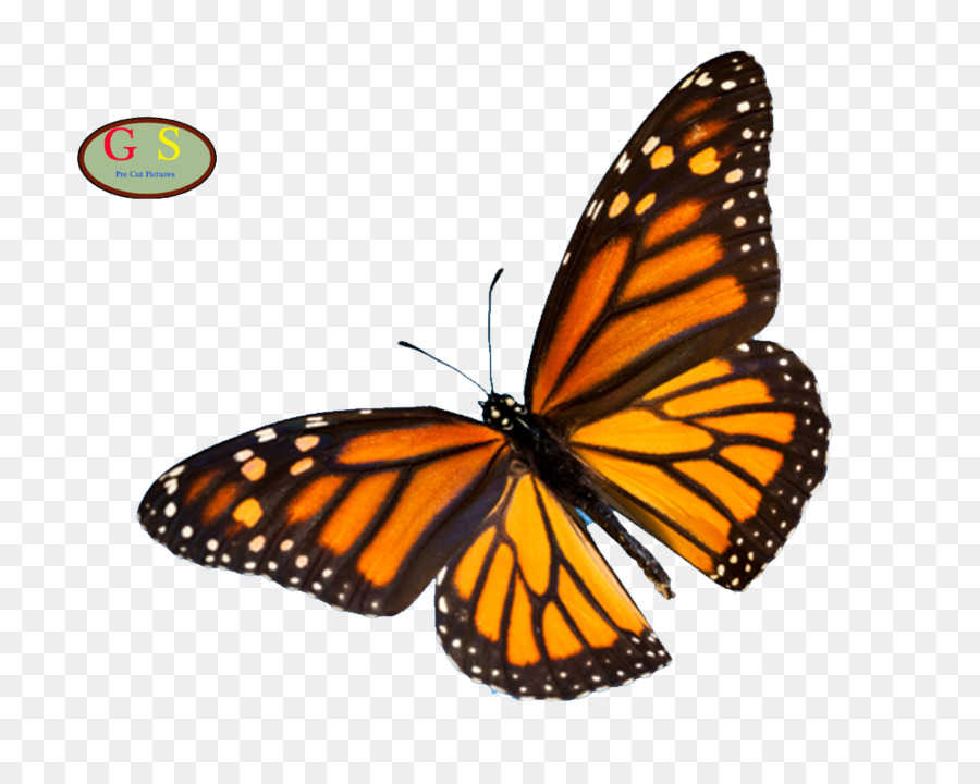 Mariposa Naranja，Mariposa PNG