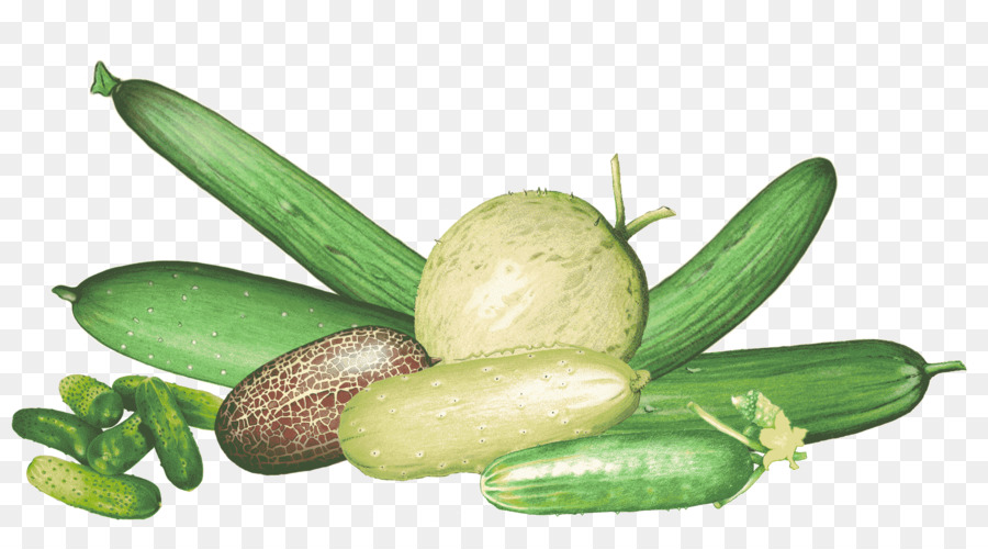 Pepino，Pepinillos En Vinagre PNG