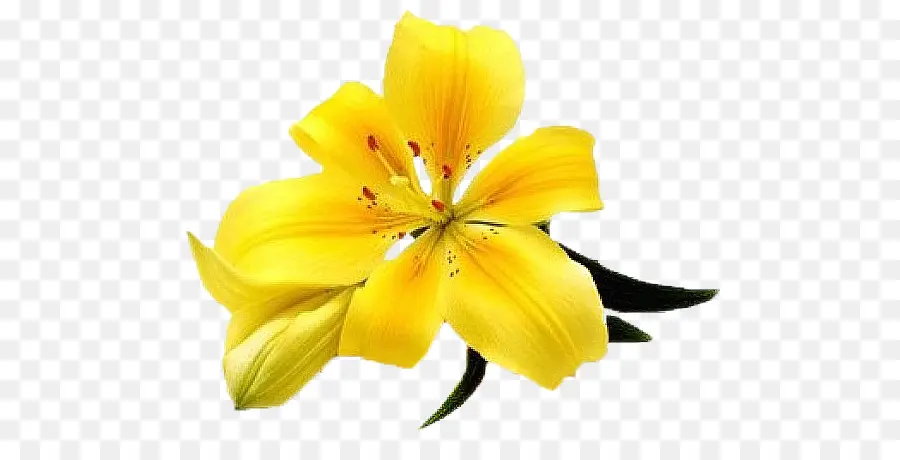 Lilium，Una Fotografía De Stock PNG