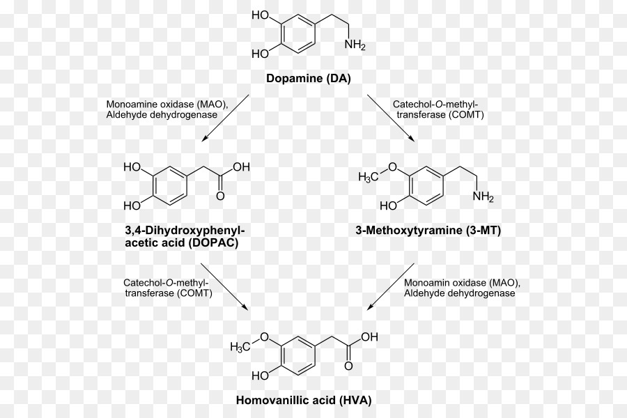 Dopamina，Transportador De Dopamina PNG