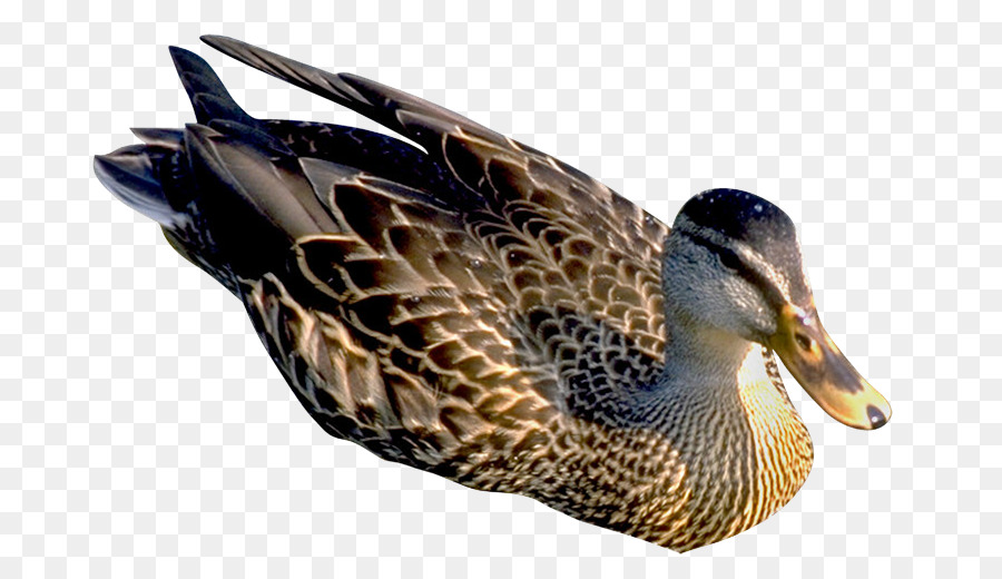 El ánade Real，Pato PNG