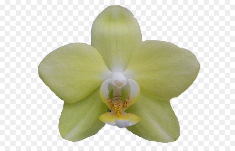 La Polilla De Las Orquídeas，Las Orquídeas Cattleya PNG