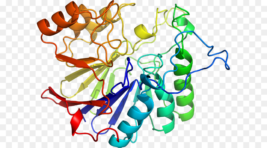 Estructura Proteica，Biología PNG