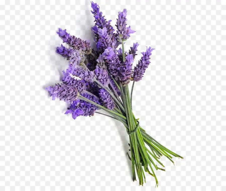 Inglés Lavanda，Lavanda Francesa PNG