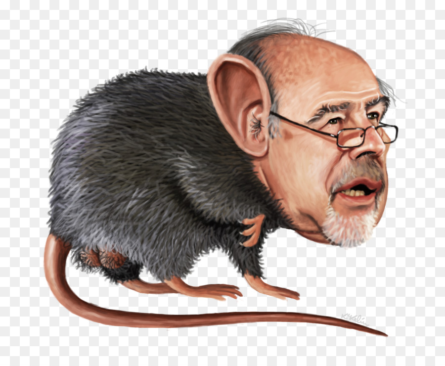 Caricatura，Rata PNG