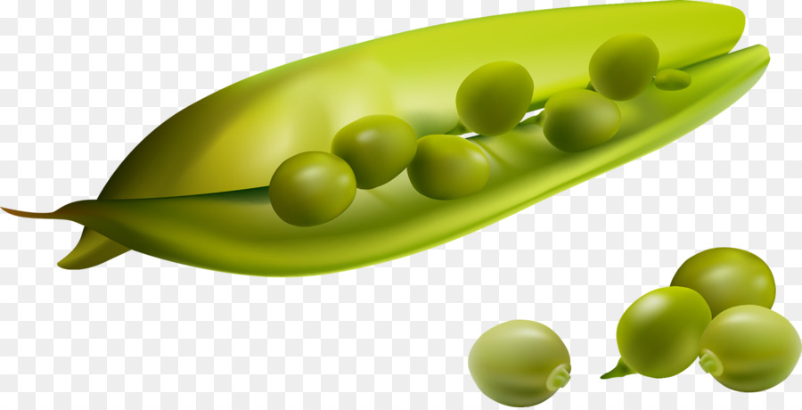 Vegetal，De Judías Verdes PNG