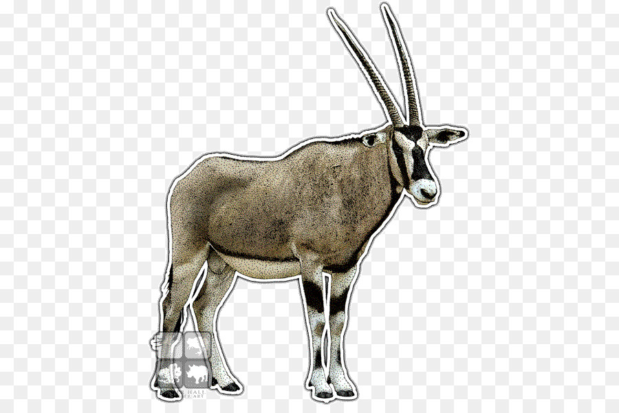 Gemsbok，Antílope PNG