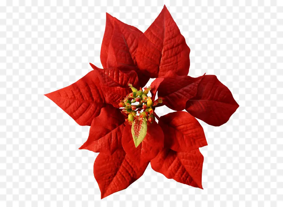 Poinsettia，Flor PNG