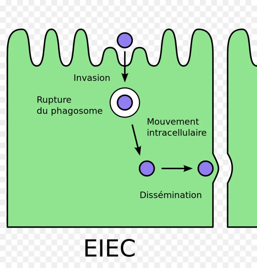 Y Coli，Enteroinvasive Escherichia Coli PNG