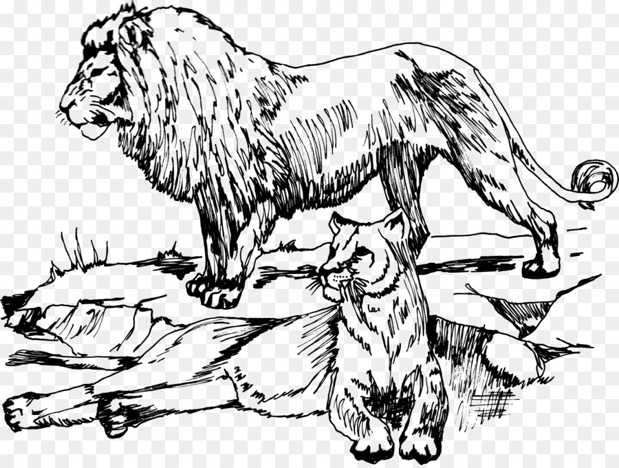 Bosquejo De León Y Leona，Grandes Felinos PNG