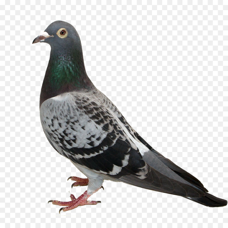 Stock Paloma，Columbidae PNG