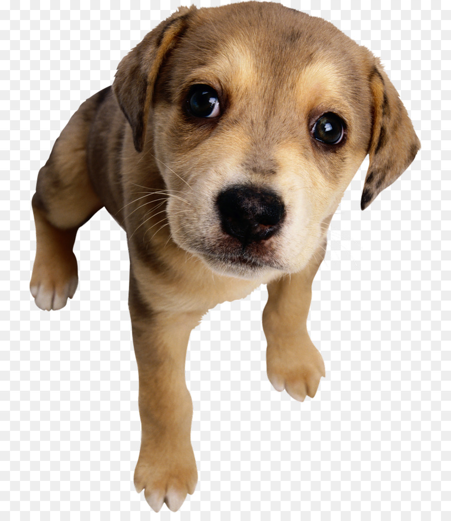 Cachorro，Perro PNG