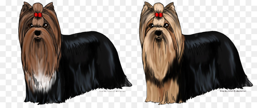 Yorkshire Terrier，Terrier Australiano De Seda PNG