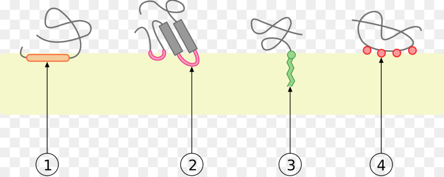 Proteína De Membrana Periférica，Proteína De Membrana PNG