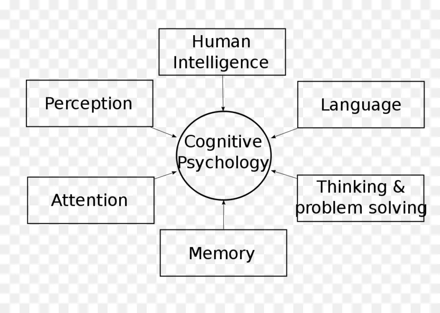 La Psicología Cognitiva，Psicología PNG