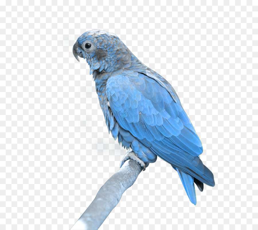 Guacamayo，Loro Verdadero PNG