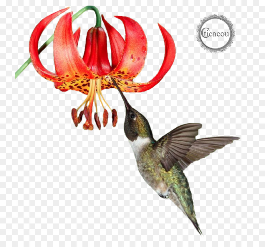 Colibrí，La Fauna PNG