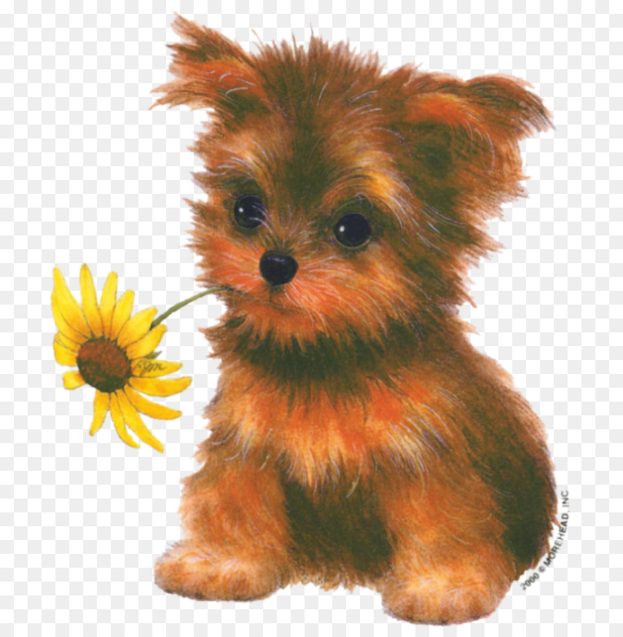 Yorkshire Terrier，Norwich Terrier PNG