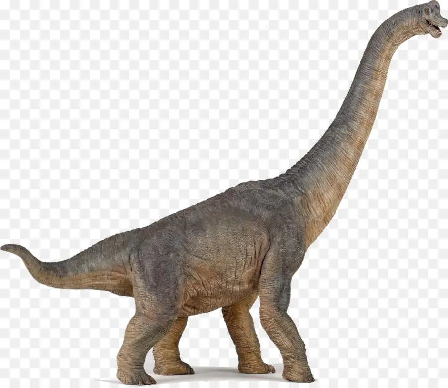 Brachiosaurus，Velociraptor PNG