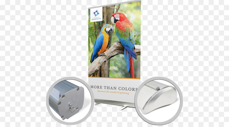 Guacamayo，Aves PNG