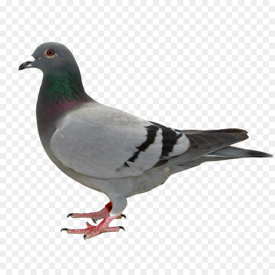 Stock Paloma，Columbidae PNG